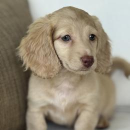 Bella - Cream female Dachshund puppy in Bentonville, Arkansas from Boujee Buns Dachshunds