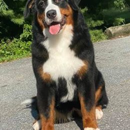 Bernese Mountain Dogs from Olympusrun