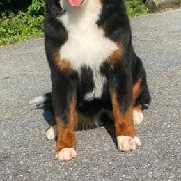 Bernese Mountain Dogs from Olympusrun