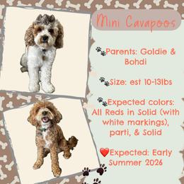 Cavapoo puppies from Harper Haven Cavapoos & Doodles