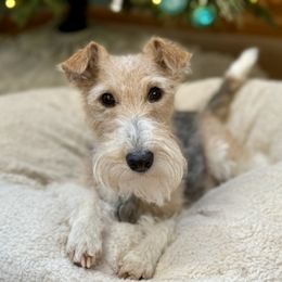 Magnolia - Wire Fox Terrier