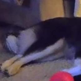 Siberian Husky Puppies from Xk siberians