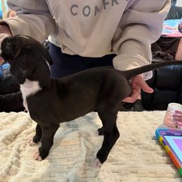 Latka - Mantle female Great Dane puppy in Medford, New York from Alchemy Danes