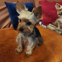 Nugget/Nuggs - Yorkshire Terrier