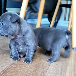 Boy 1 - Blue French Bulldog puppy in Texas from By Billy LaVie en Rose