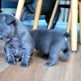 Boy 1 - Blue French Bulldog puppy in Texas from By Billy LaVie en Rose