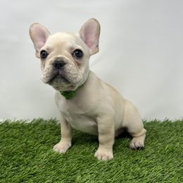 French Bulldog Puppies from Seven Star Kennel