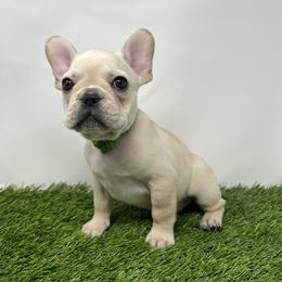 French Bulldog Puppies from Seven Star Kennel