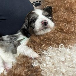 Opal - Parti female Goldendoodle puppy in Great Falls, Montana from AnneLuna Goldendoodles