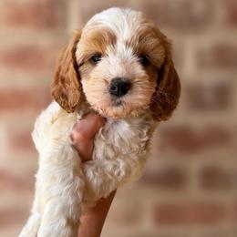 Hunter - Blenheim male Cavapoo puppy in Roseville, California from Lipscomb Doodles