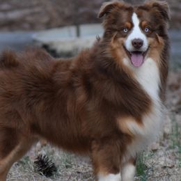 Australian Shepherds from Criollo Australian Shepherds