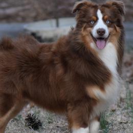 Australian Shepherds from Criollo Australian Shepherds