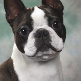 Boston Terriers from Juwell's Bostons