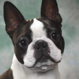Boston Terriers from Juwell's Bostons