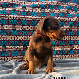 Orange Boy - Red and rust male Doberman Pinscher puppy in Knox, Indiana from Double River Dobermans