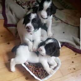 English Springer Spaniel Puppies from Exploding Feathers