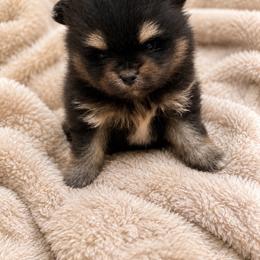 Black Tan Tri - Tri-colored male Pomeranian puppy in Harrah, Oklahoma from Sunshines Pomeranians & Cavapoos