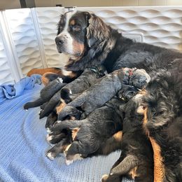 Bernese Mountain Dog puppies from Birdsong Bernese Mountain Dogs