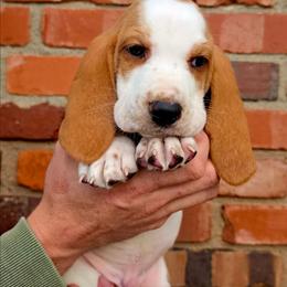 Mongo - Red and white male Basset Hound puppy in Bellaire, Ohio from Blessed Bassets