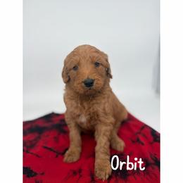 Orbit - Red  male Goldendoodle puppy in Smithfield, Kentucky from KBK9 Kennels