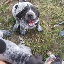 Bluetick Coonhound Puppies from Bluegrass Blueticks (BGK)
