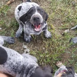 Bluetick Coonhound Puppies from Bluegrass Blueticks (BGK)