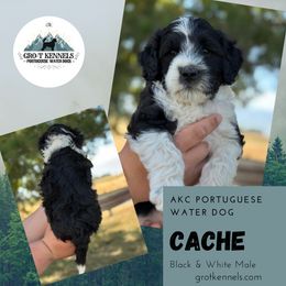 Cache - Black and white male Portuguese Water Dog puppy in Weston, Idaho from Gro-T Kennels