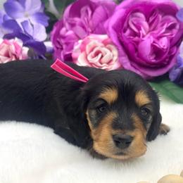 Honor - Black and tan female Dachshund puppy in Exeter, California from Sawtooth Miniature Dachshunds
