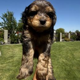 Bernedoodle Puppies from Burbank Bernedoodles