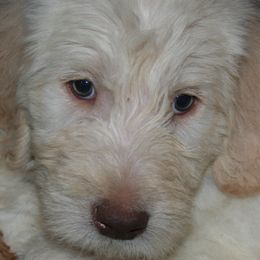 Labradoodles from Konrad Ranch