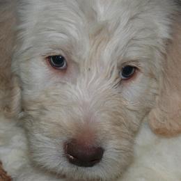 Labradoodles from Konrad Ranch
