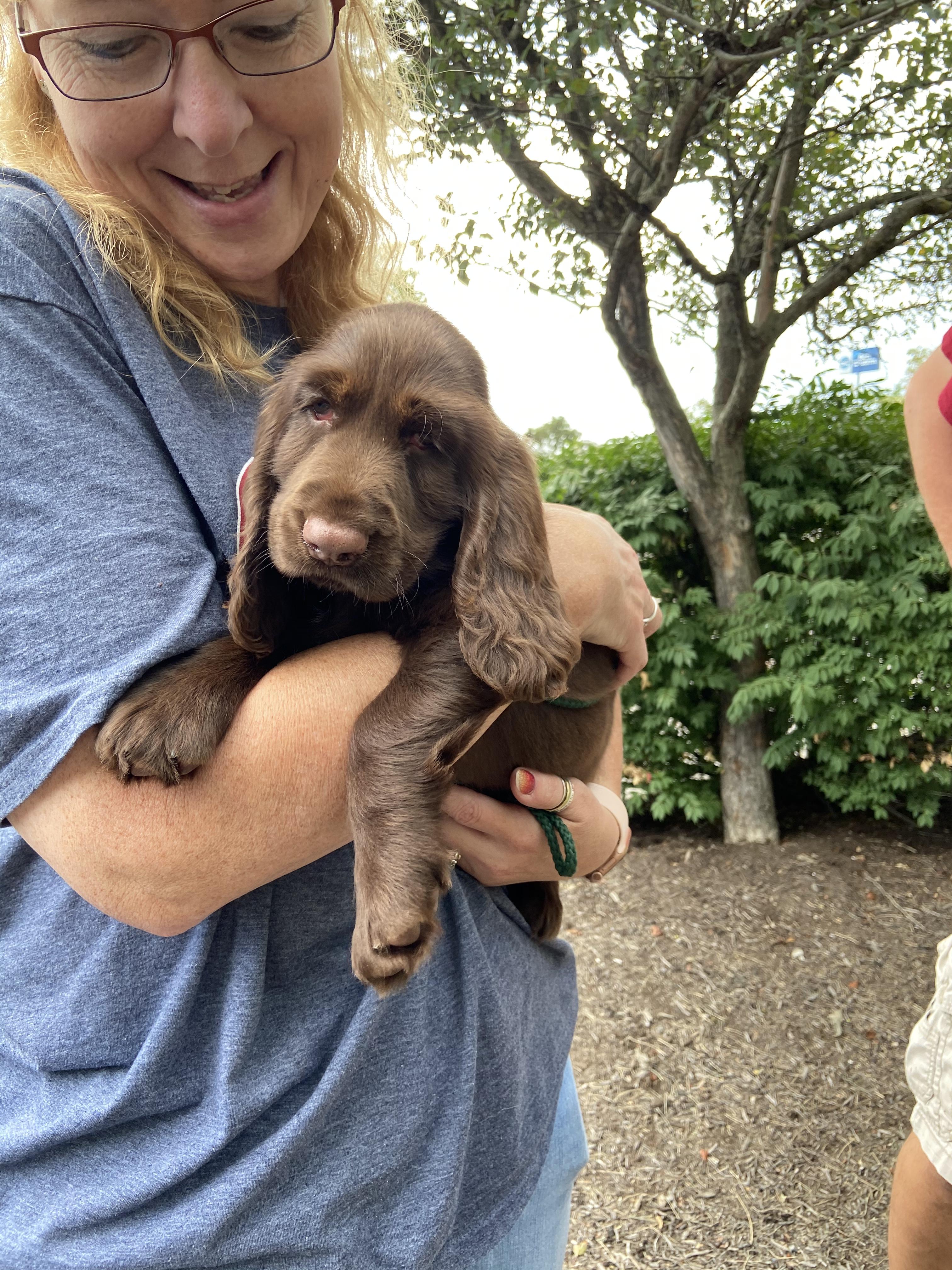SandyMist Kennel in Indiana Field Spaniel puppies Good Dog