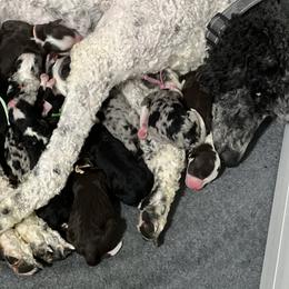 Aussiedoodle and Australian Shepherd Puppies from Junipersdoodles