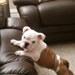 Bulldog Puppies from Itsabulldogthing