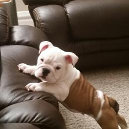Bulldog Puppies from Itsabulldogthing