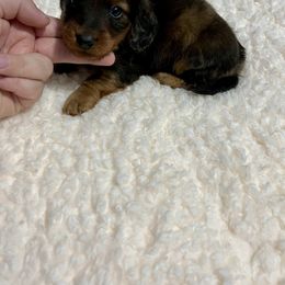 Waffles - Dapple male Dachshund puppy in Milroy, Pennsylvania from Not Your Average Weiner