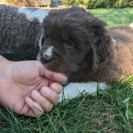 Newfoundland Puppies from Wrinkles Rare Newfoundlands