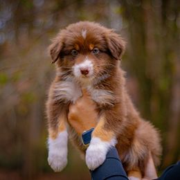 Coffee - Red tri-color male Australian Shepherd puppy in Monroe, Georgia from Lovable Little Aussies