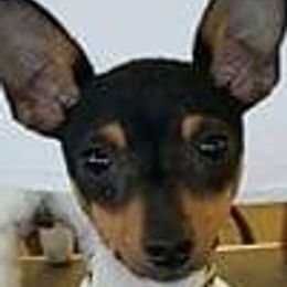 Toy Fox Terriers from Roudee Dragontails