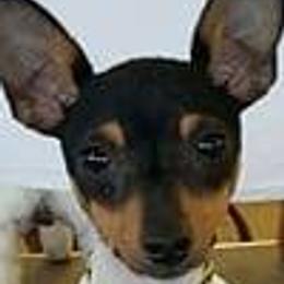 Toy Fox Terriers from Roudee Dragontails