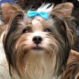 Blue Ivy - Yorkshire Terrier
