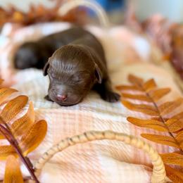Suede - Chocolate male Goldendoodle puppy in Queen Creek, Arizona from Sunny Doodles