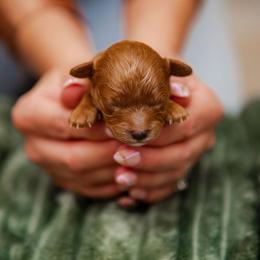 Bernedoodle, Cavapoo, Havanese, and Havapoo Puppies from Lady Paws Puppies - Cassie