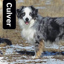Culver - Miniature Australian Shepherd