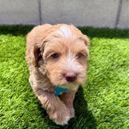 Light Blue  Ivy - Caramel cream female Australian Labradoodle puppy in Fontana, California from Grammy's Puppy Love doodles and poodles