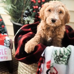 Goldendoodle Puppies from DeerCreek Doodles