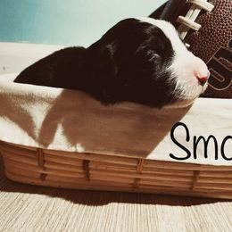 Border Collie Puppies from SoCal Border Collies