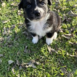 Grumpy - Black Miniature Australian Shepherd puppy in Boyd, Texas from Deep Creek Mini Aussies