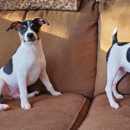 Rat Terrier All Grown Up from So Co Rat Terriers
