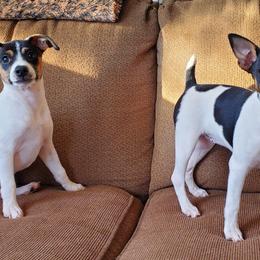 Rat Terrier All Grown Up from So Co Rat Terriers